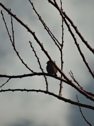白天棕色树枝上的黑鸟